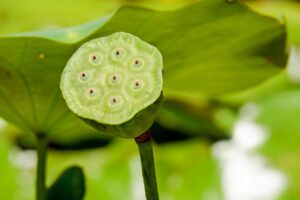 lotus flower, lotus, flower