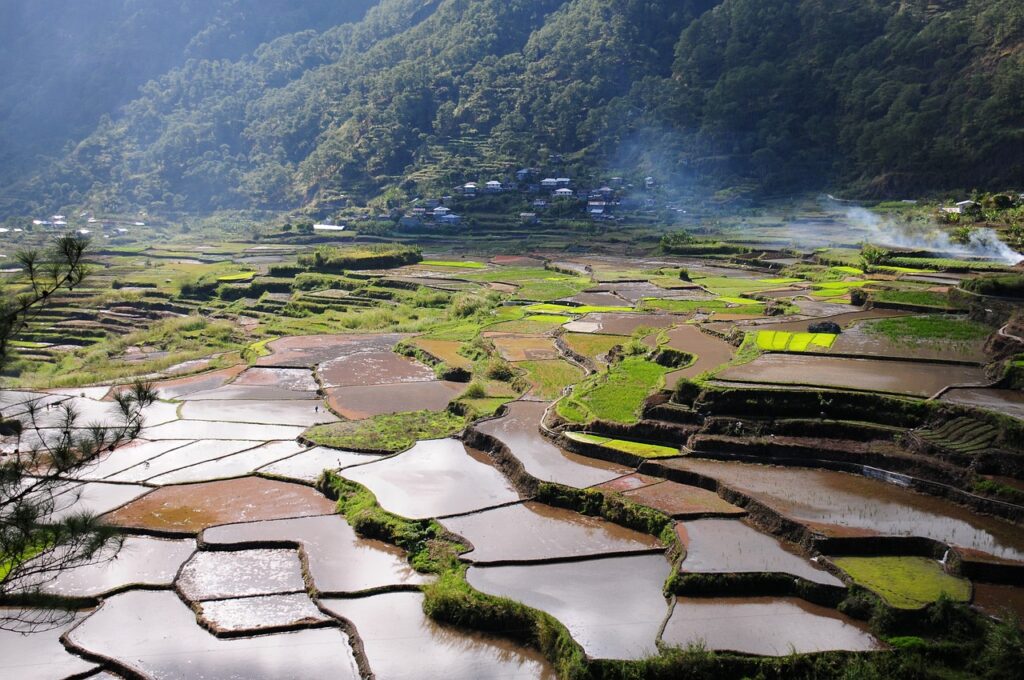 rice field, rice terraces, landscape