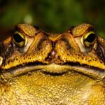 Closeup frog sitting near green plants in sunny day in summer time and looking at camera