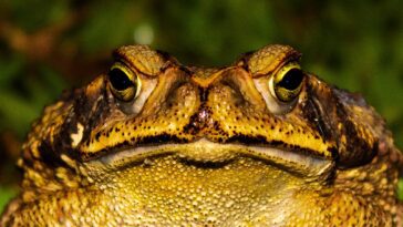 Closeup frog sitting near green plants in sunny day in summer time and looking at camera