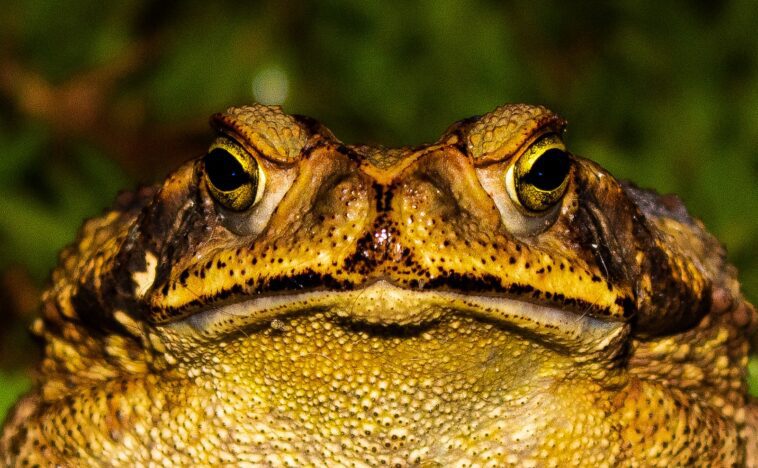 Closeup frog sitting near green plants in sunny day in summer time and looking at camera