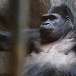 גורילת מרכז הקניות בבנגקוק