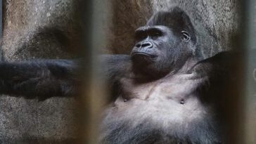 גורילת מרכז הקניות בבנגקוק