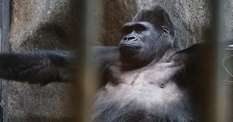 גורילת מרכז הקניות בבנגקוק