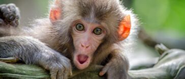 brown coated monkey on branch