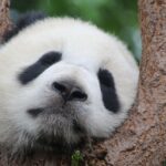 animal, panda, mammal