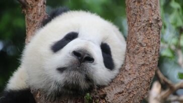 animal, panda, mammal