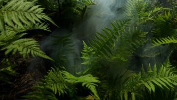 Photo of Fern Plants