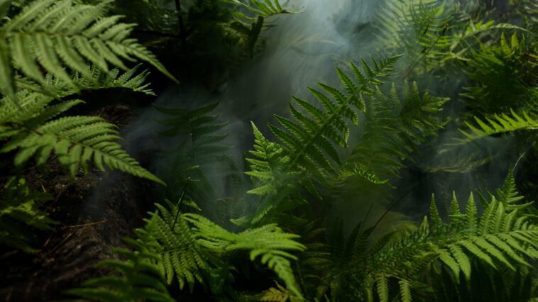 Photo of Fern Plants