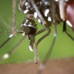 hd wallpaper, mosquito, female