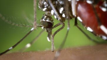 hd wallpaper, mosquito, female