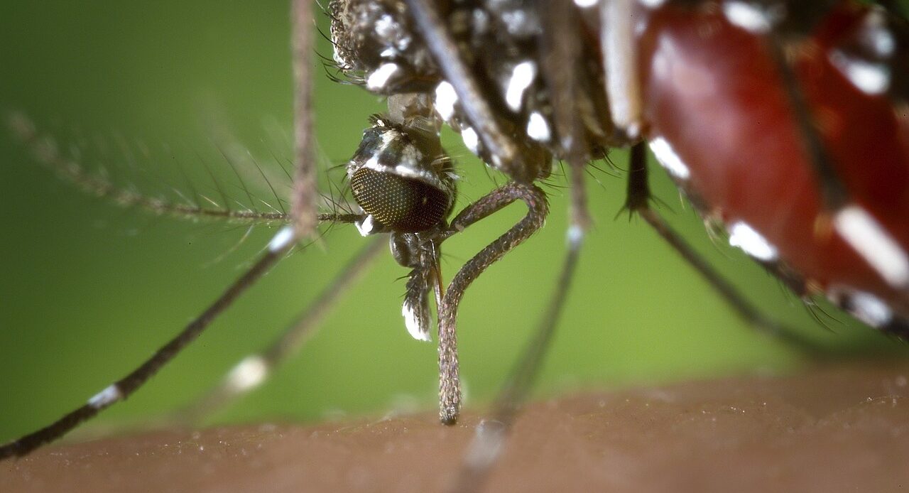 hd wallpaper, mosquito, female