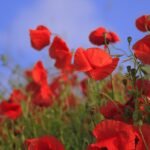 flowers, poppies, meadow