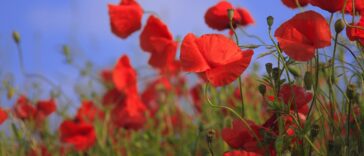 flowers, poppies, meadow