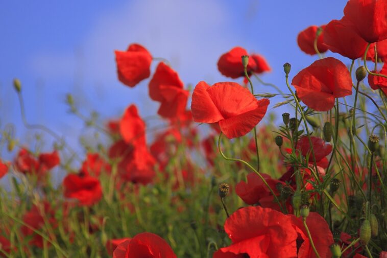 flowers, poppies, meadow