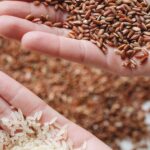 Close-Up Photo Of Rice On Person's Hand