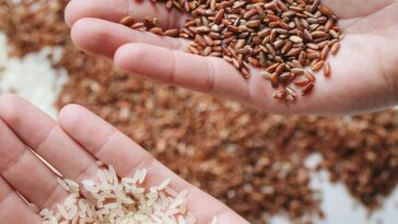 Close-Up Photo Of Rice On Person's Hand